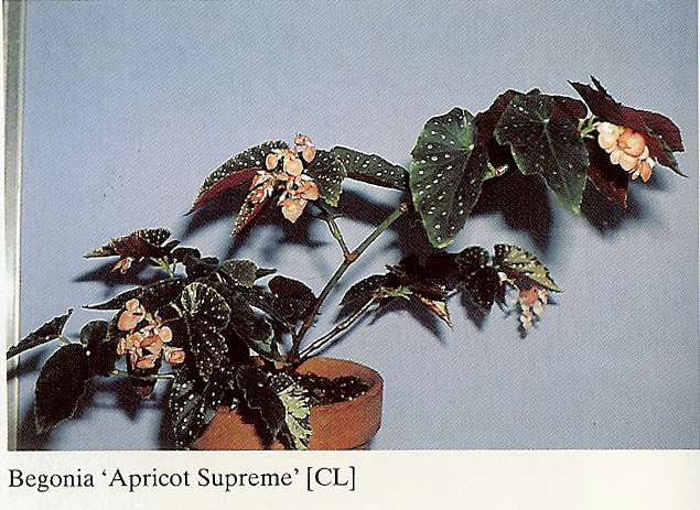 B. ‘Apricot Supreme’